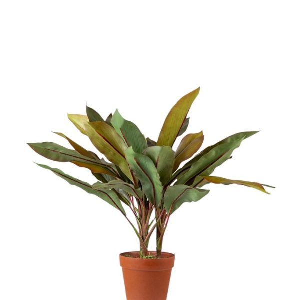 ΦΥΤΟ ΚΟΡΔΥΛΙΝΗ (CORDYLINE FRUTICOSA) ΜΕ ΓΛΑΣΤΡΑ ΜΕΓΕΘΟΣ 60ΕΚ